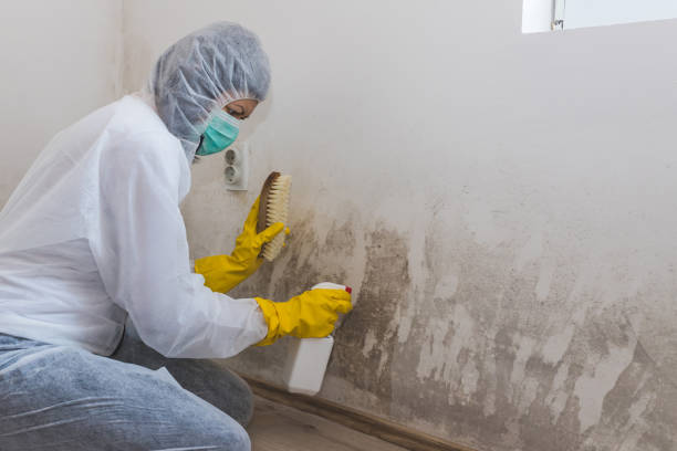 Best Toxic Mold Removal  in Emmon, AK