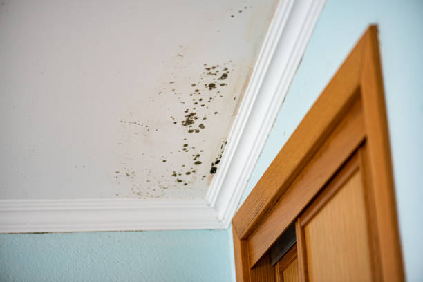 Best Certified Mold Removal  in Emmon, AK