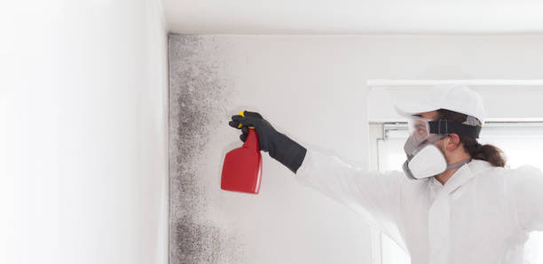 Best Mold Remediation  in Emmon, AK