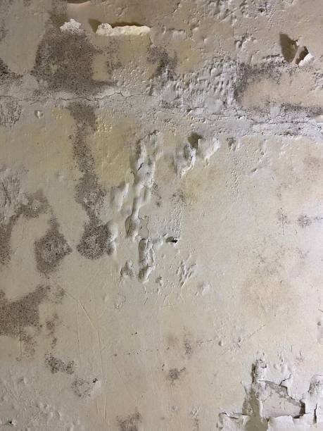 Best Office Mold Removal Services  in Emmon, AK