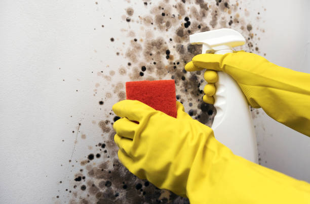 Home Mold Removal in Emmonak, AK