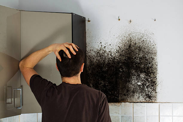 Best Mold Damage Repair  in Emmon, AK