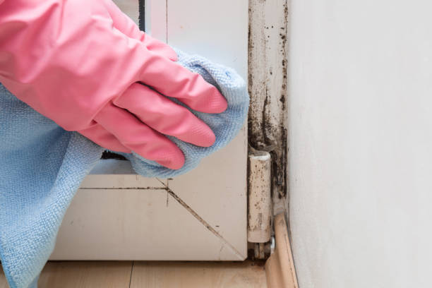 Best Commercial Mold Removal  in Emmon, AK